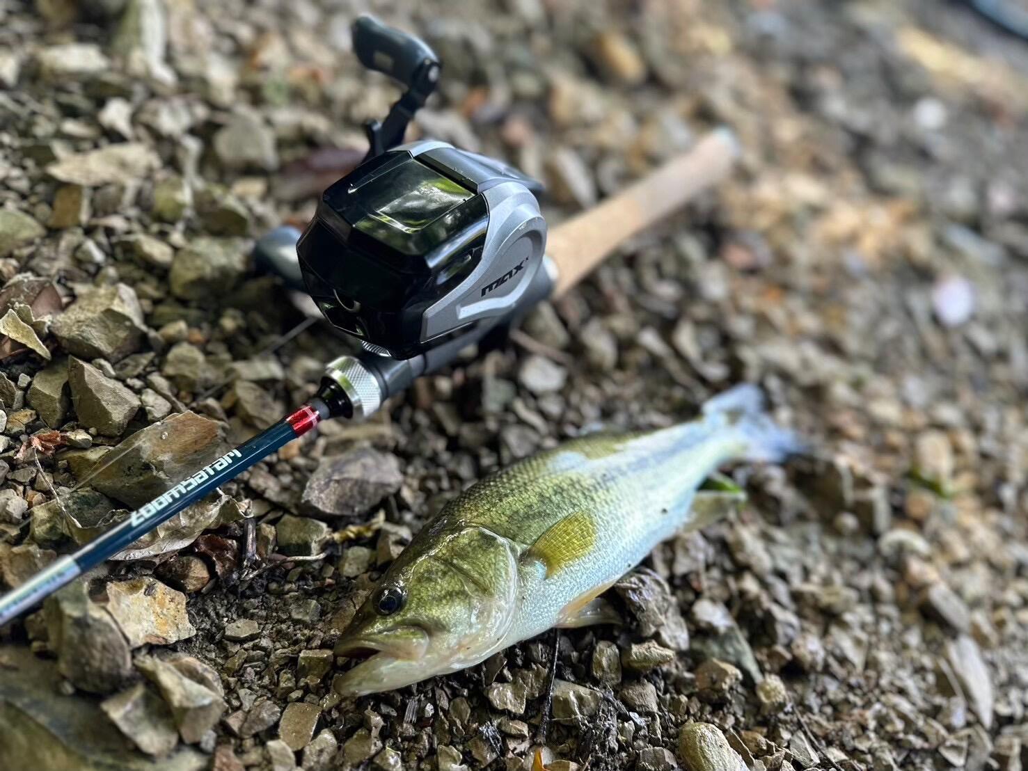 Amazon | アブガルシア(Abu Garcia) Max X Spincast Reel